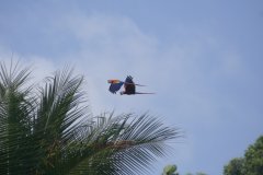 23-Blue macaws